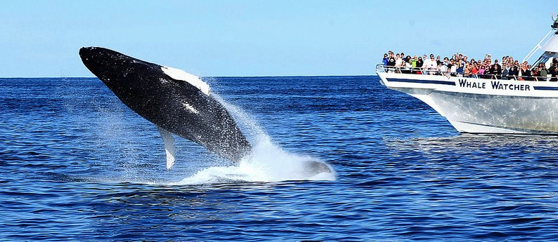 whale-watching.jpg
